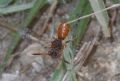 Nomada sp.